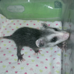 Small Opossum